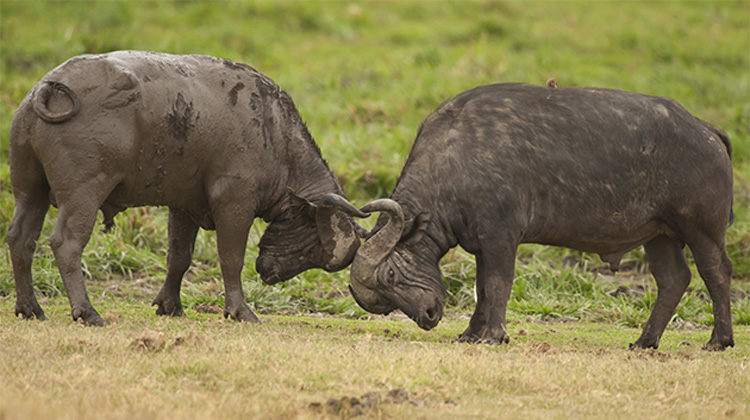 Zanzibar beach with palm trees — 7-day safari fly-in starting point